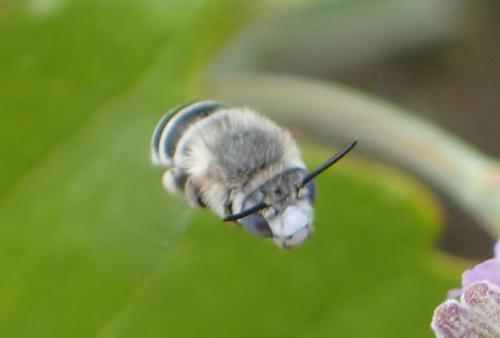 Amegilla albigena
